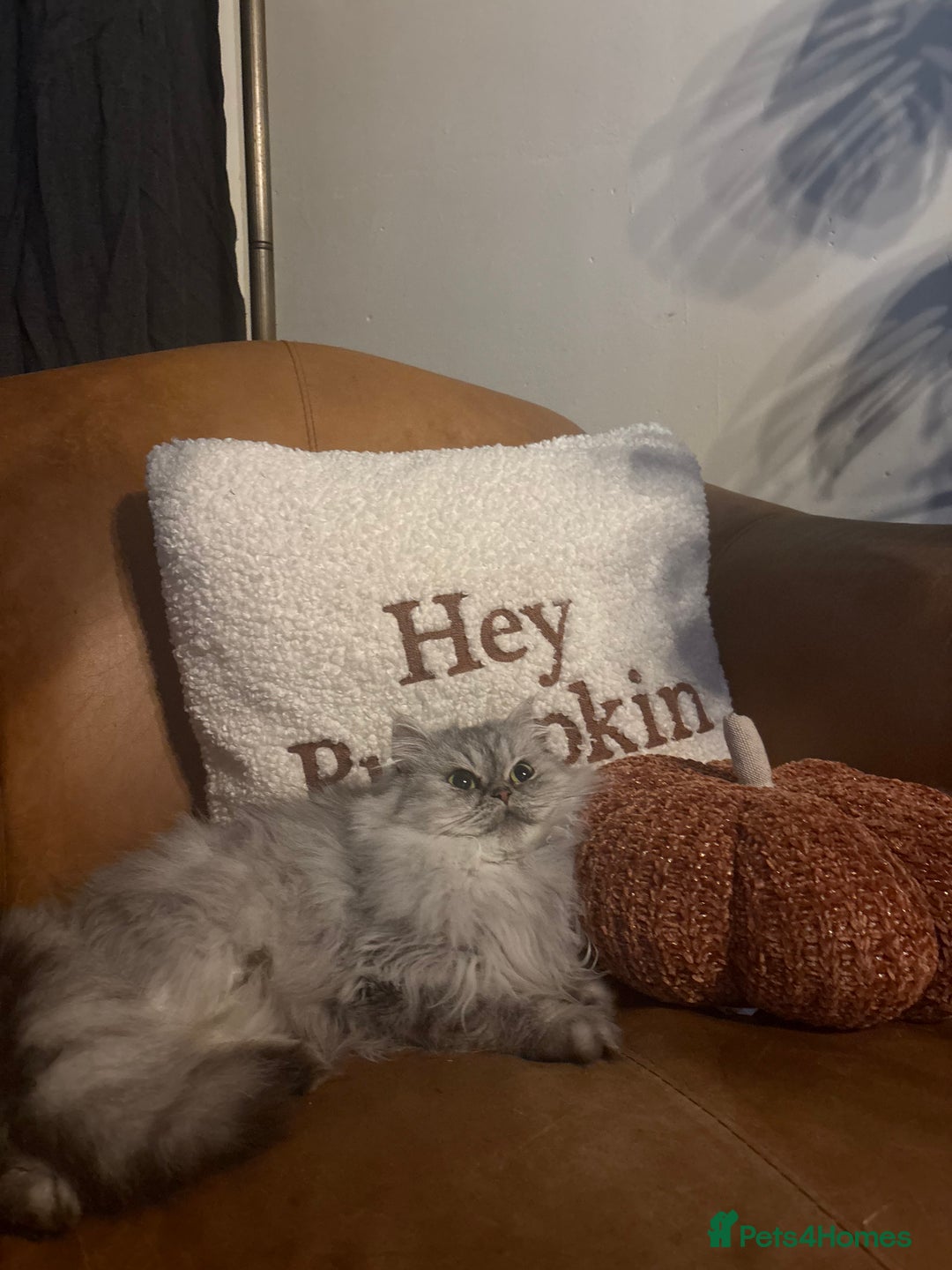 Persian cats for sale: Gorgeous Female Persian  - Image 2