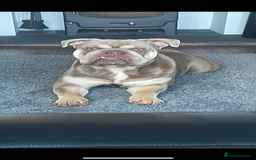English Bulldog dogs for sale: English Bulldog for sale 👀 - Image 3
