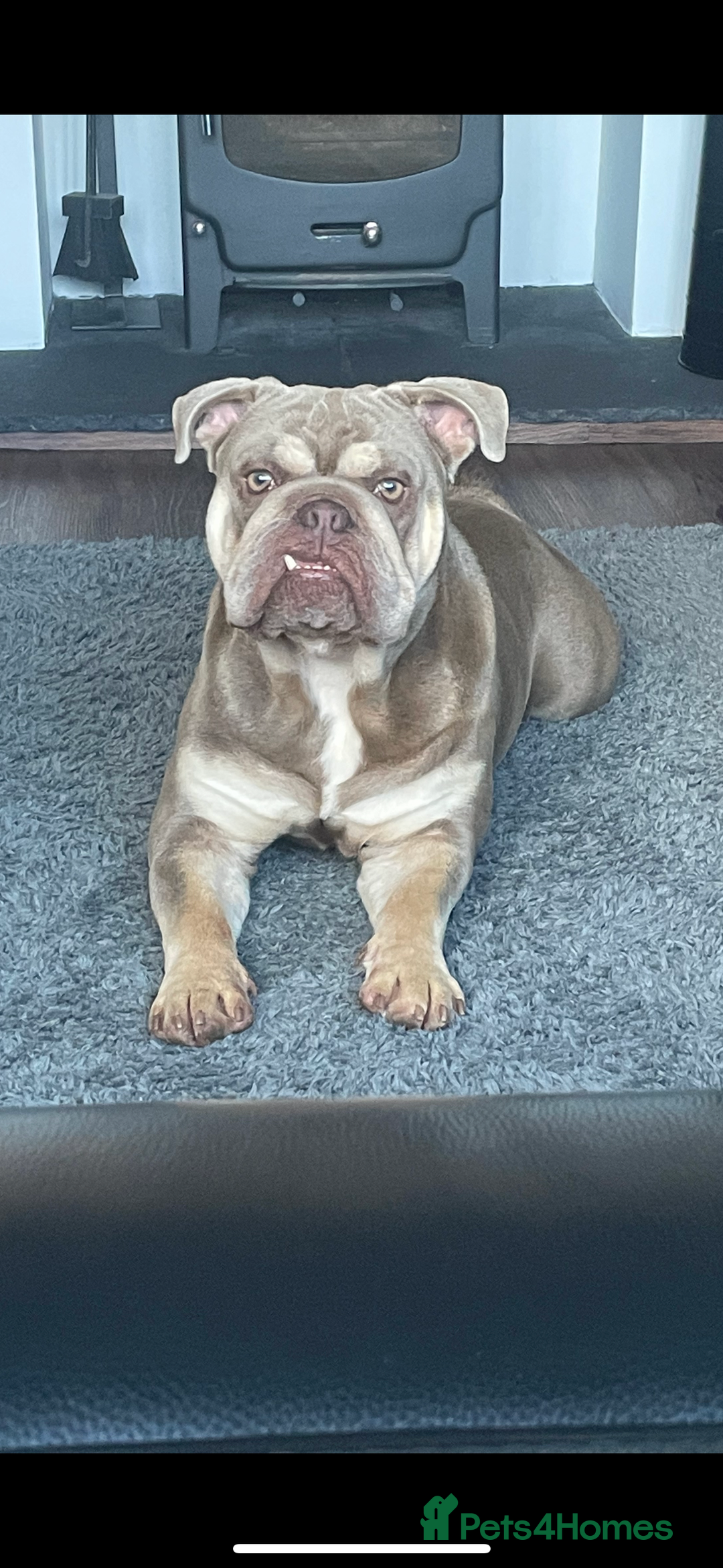 English Bulldog dogs for sale: English Bulldog for sale 👀 - Image 3