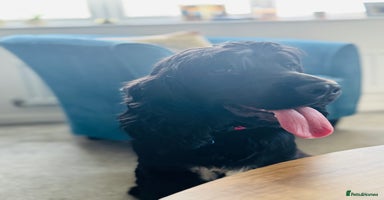 Cocker Spaniel dogs - Advert 7