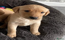 Labrador Retriever dogs for sale: Adorable Golden and Fox Red Puppies - Image 5