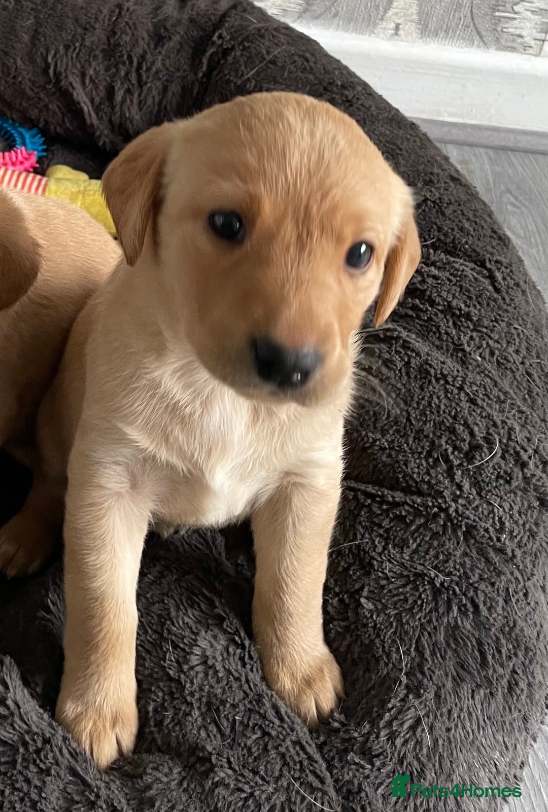 Labrador Retriever dogs for sale: Adorable Golden and Fox Red Puppies - Image 5