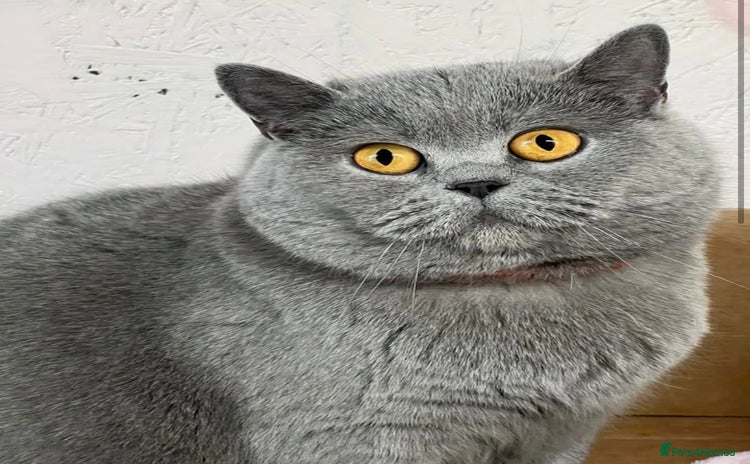 British Shorthair cats - Advert 9