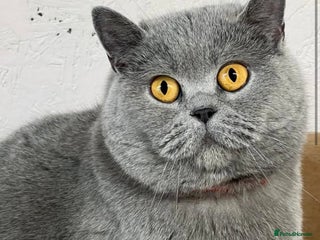 British Shorthair cats - Advert 4
