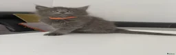 Maine Coon cats for sale: Maine coon x kittens  in Bradford - Advert 9