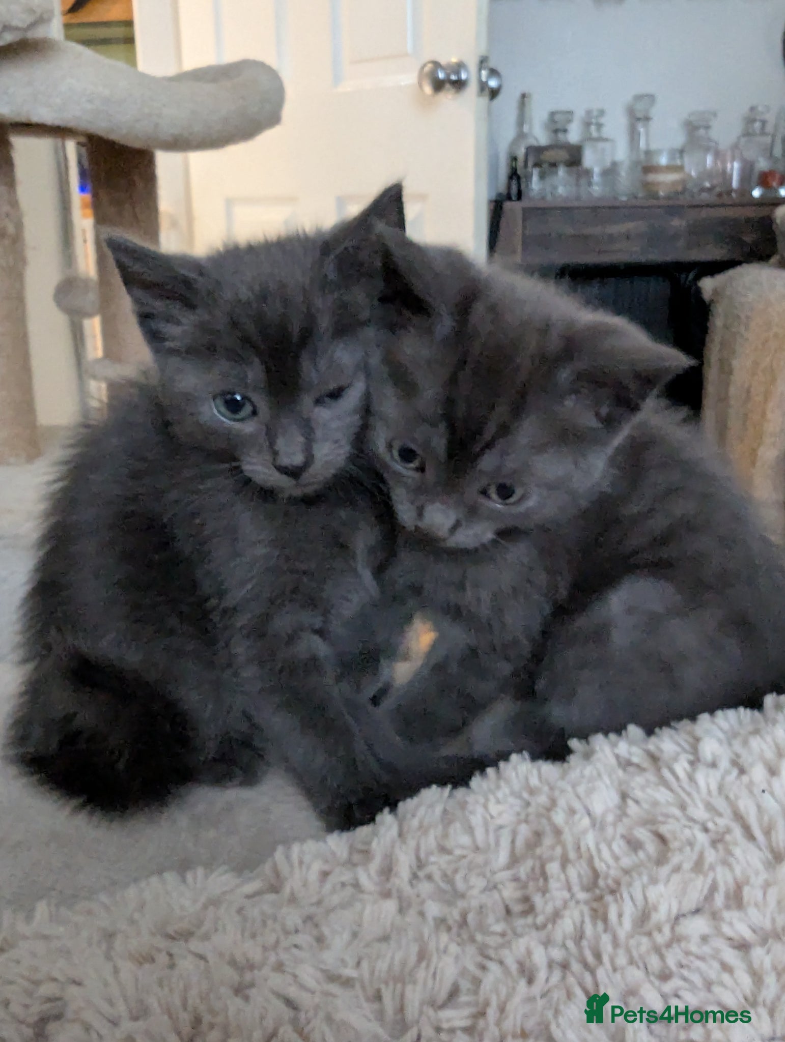 Mixed Breed Kitten 3