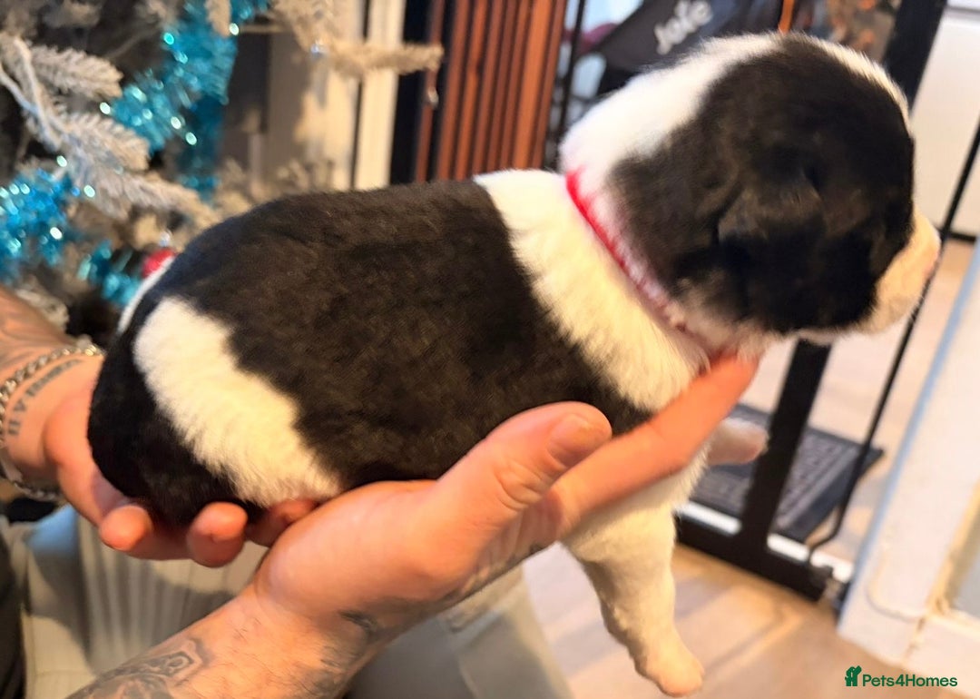 Mixed Breed dogs for sale: Border collie mix pups - Advert 15