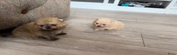 Pomeranian dogs for sale: Kc pomeranian puppies  - Advert 21