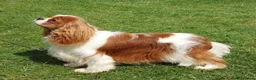 Cavalier King Charles Spaniel dogs for sale: CKCS. CC/DE, EF, PRA & BVA clear. Green Doppler  - Advert 11