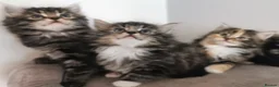 Mixed Breed cats for sale: Absolutely stunning kittens looking for a new home - Advert 8