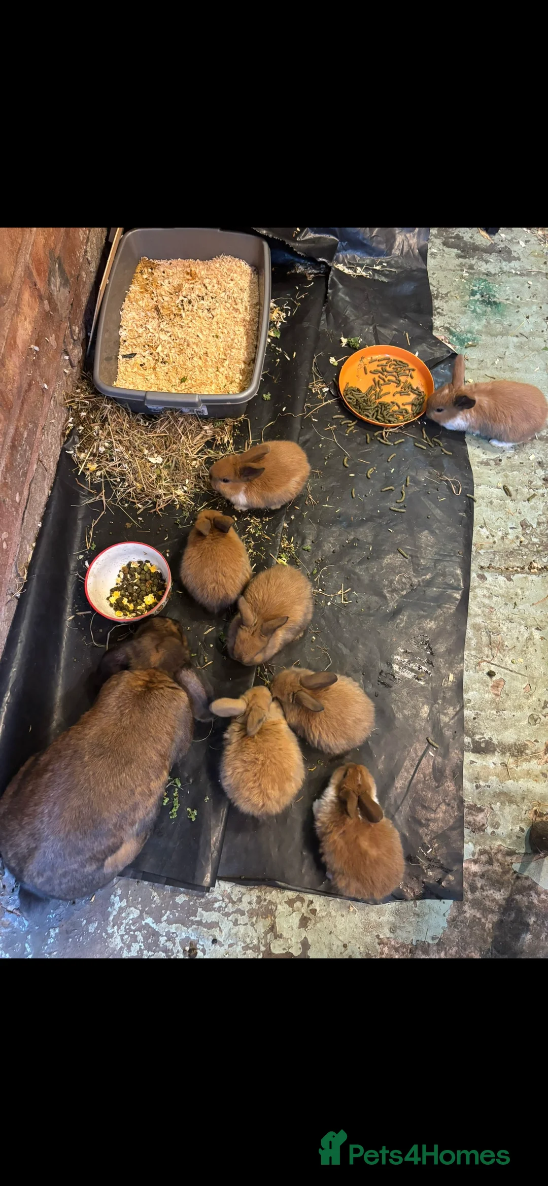 English Lop rabbits for sale: Gorgeos lop eared bunnies - Advert 1