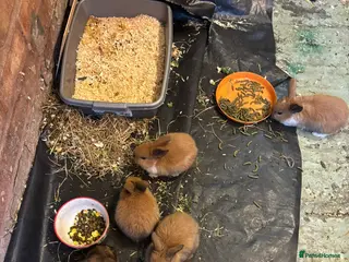 English Lop rabbits Gorgeos lop eared bunnies - Advert 4