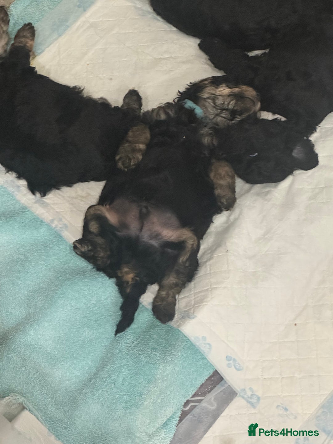 Poochon dogs for sale: Gorgeous Poochon puppies 2 girls 3 boys - Advert 5