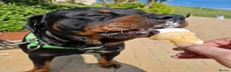 Rottweiler dogs for stud: Proven rottweiler stud NOT KC"d  - Advert 8