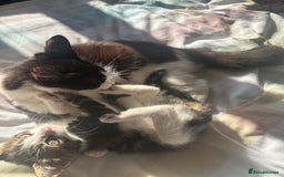 Mixed Breed cats for sale: 3 young cats/kitten - Image 4