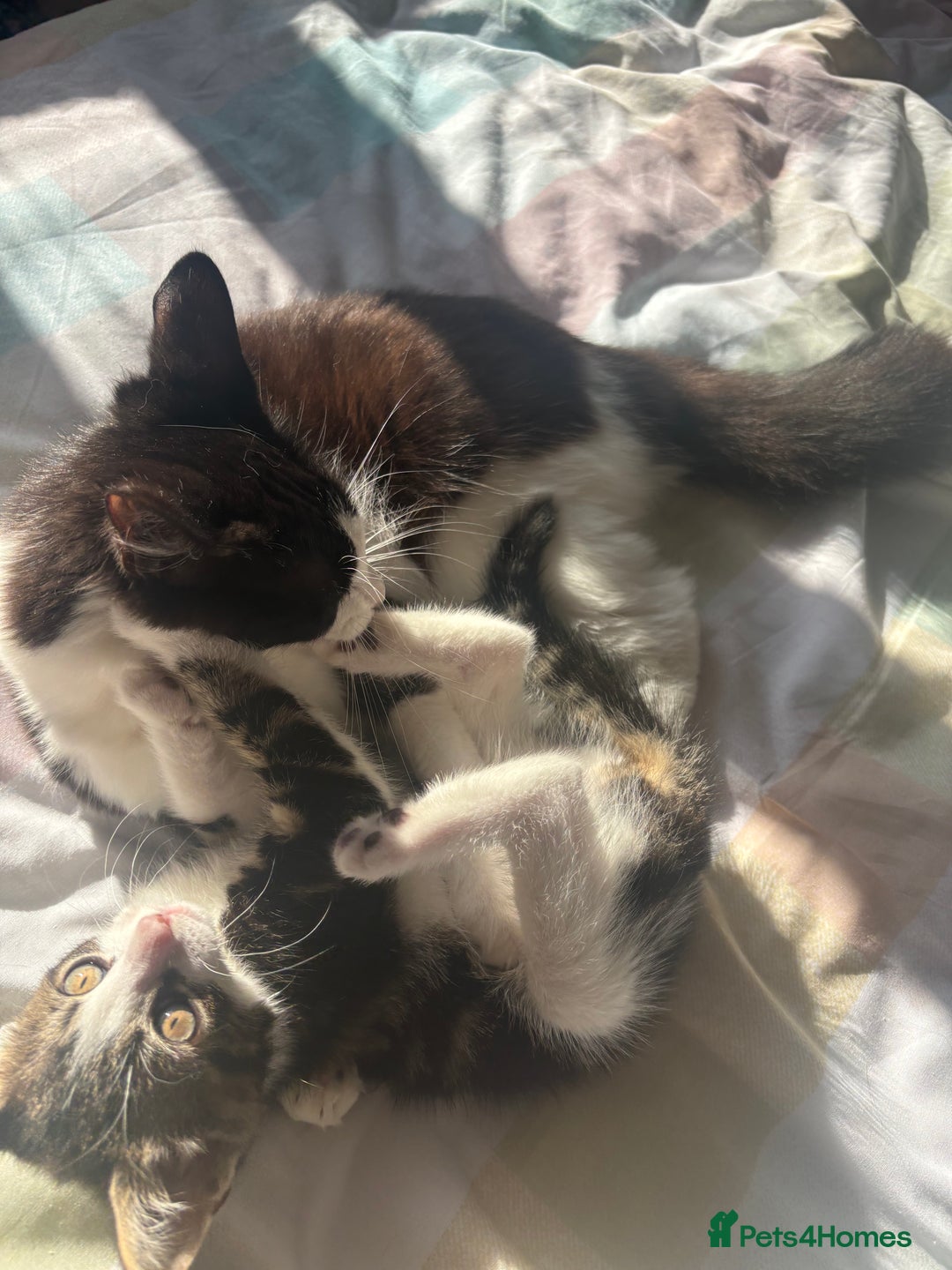 Mixed Breed cats for sale: 3 young cats/kitten - Image 4