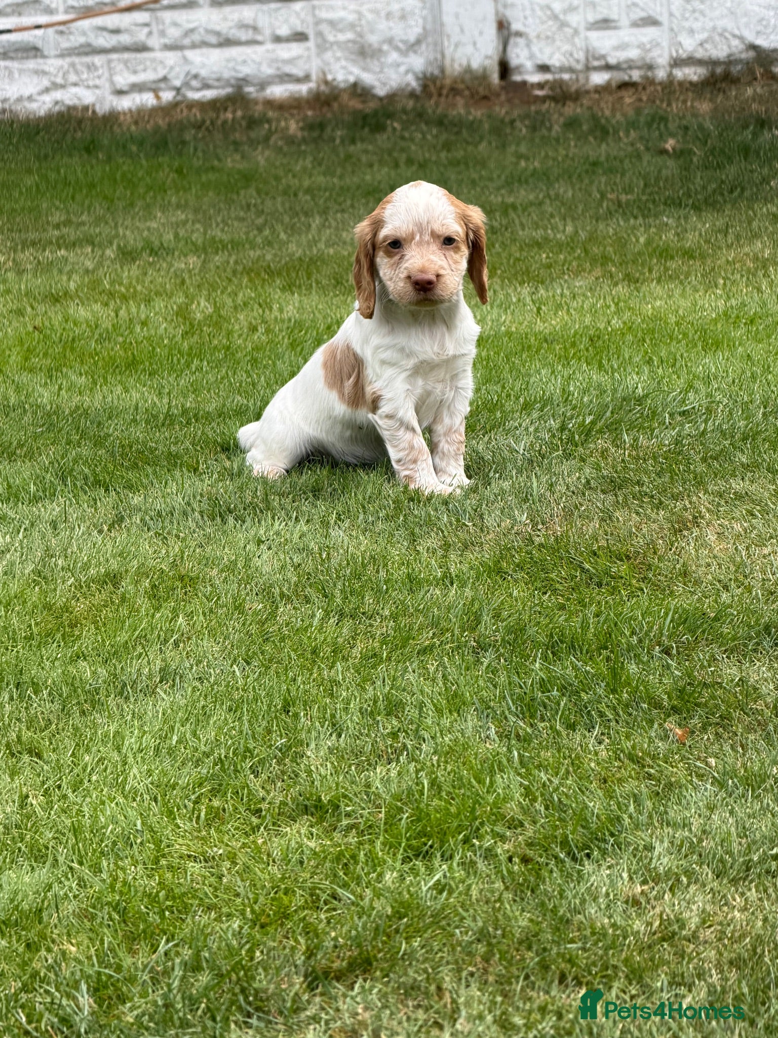 Sprocker dogs Beautiful Sprocker Spaniel Pups - Advert 6