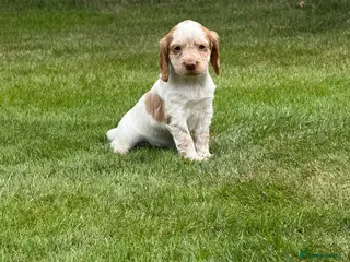 Sprocker dogs Beautiful Sprocker Spaniel Pups - Advert 6