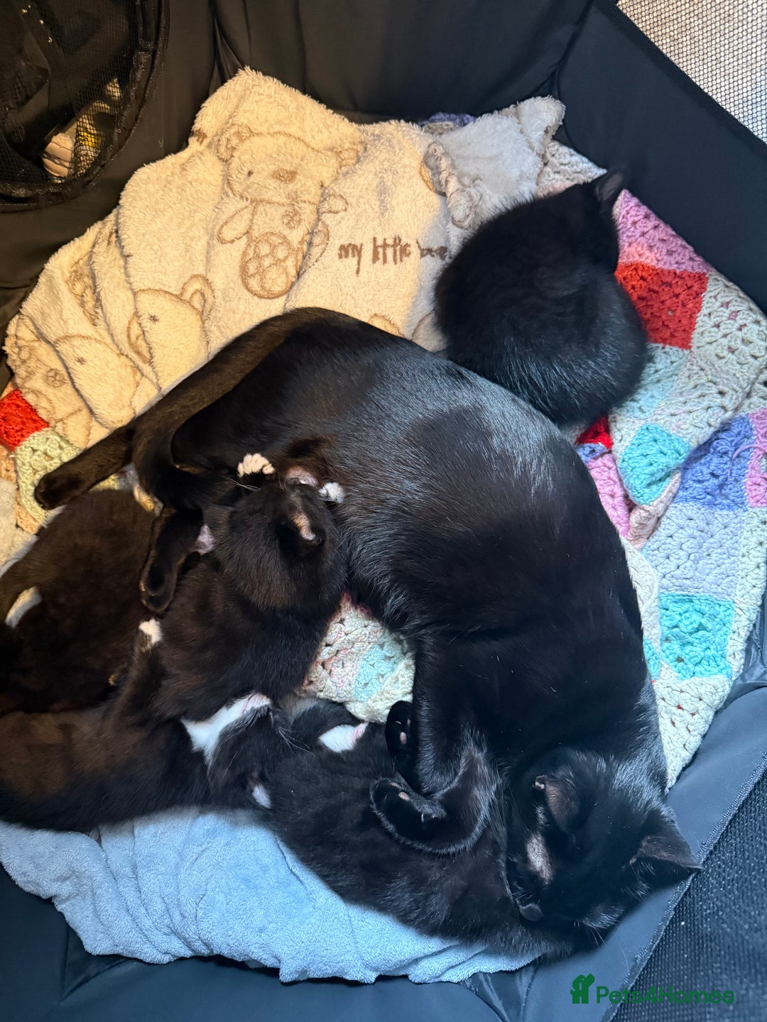 British Shorthair cats for sale: Kittens black and white  - Image 6