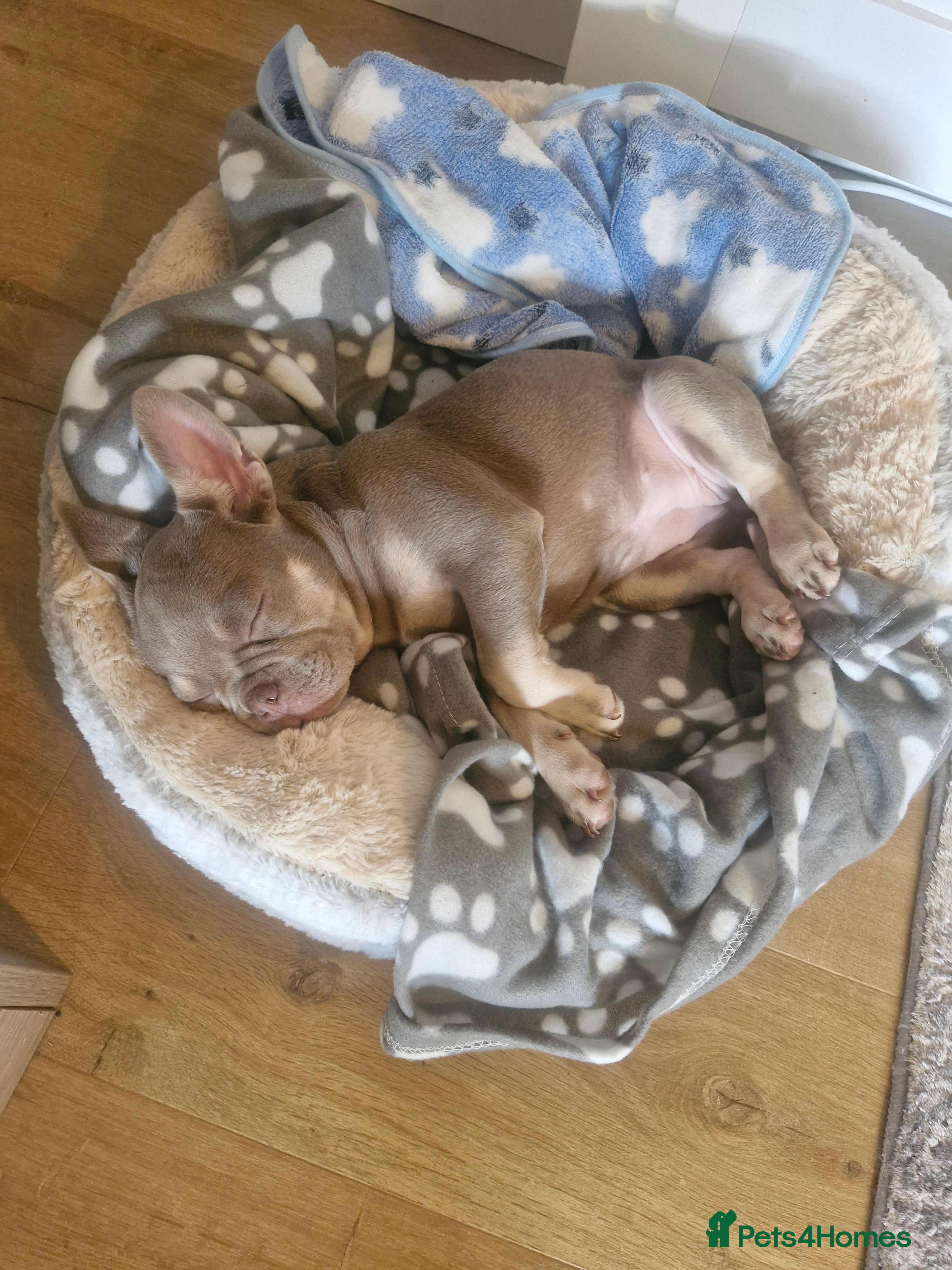 French Bulldog dogs for sale: French bulldog female in Ashford - Advert 5