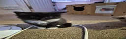 Mixed Breed cats for sale: Gorgeous kittens unique markings - Advert 3