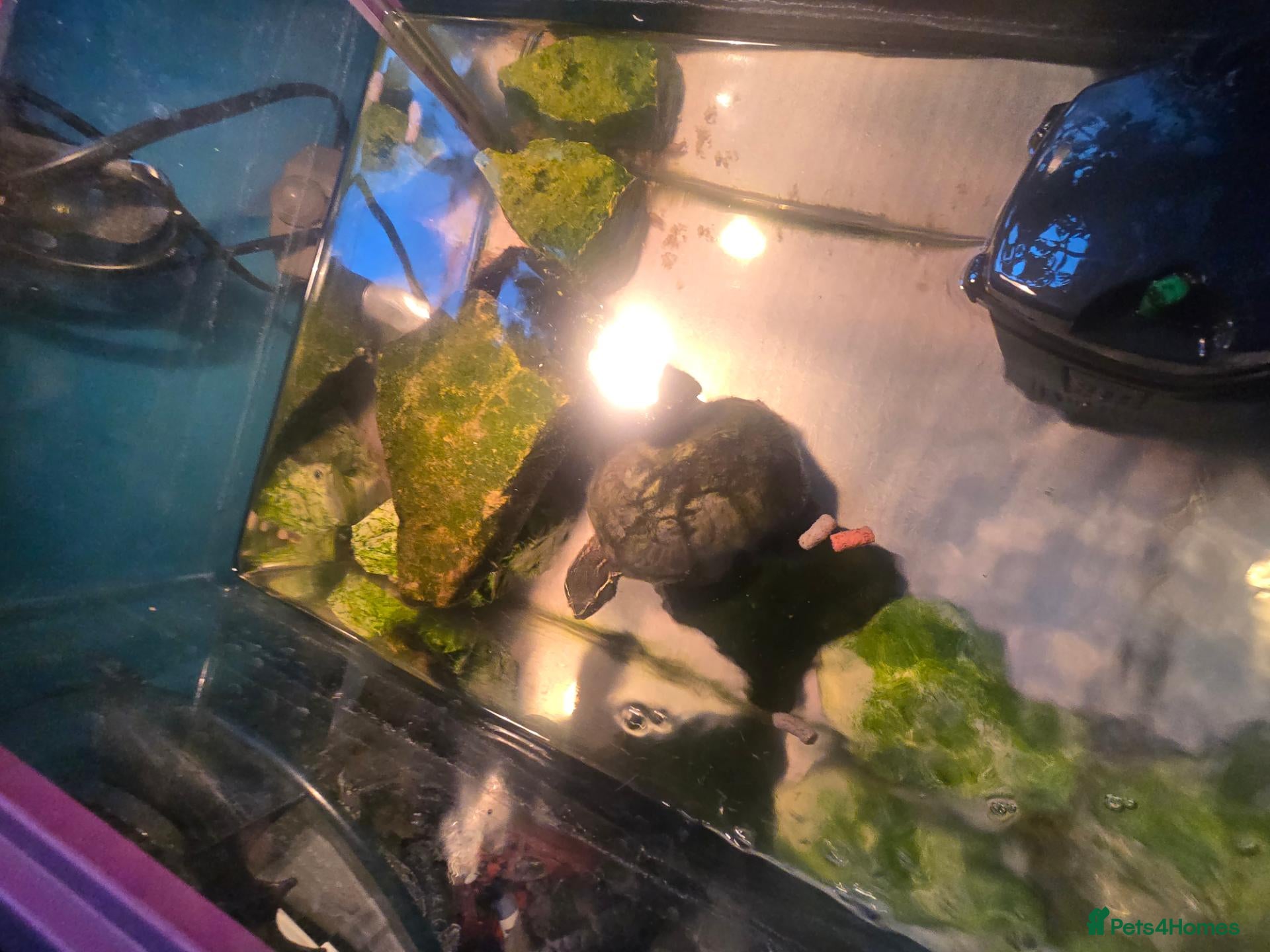 Mixed Breed invertebrates Common Musk Turtle - Advert 5
