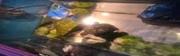 Mixed Breed invertebrates for sale: Common Musk Turtle - Advert 1