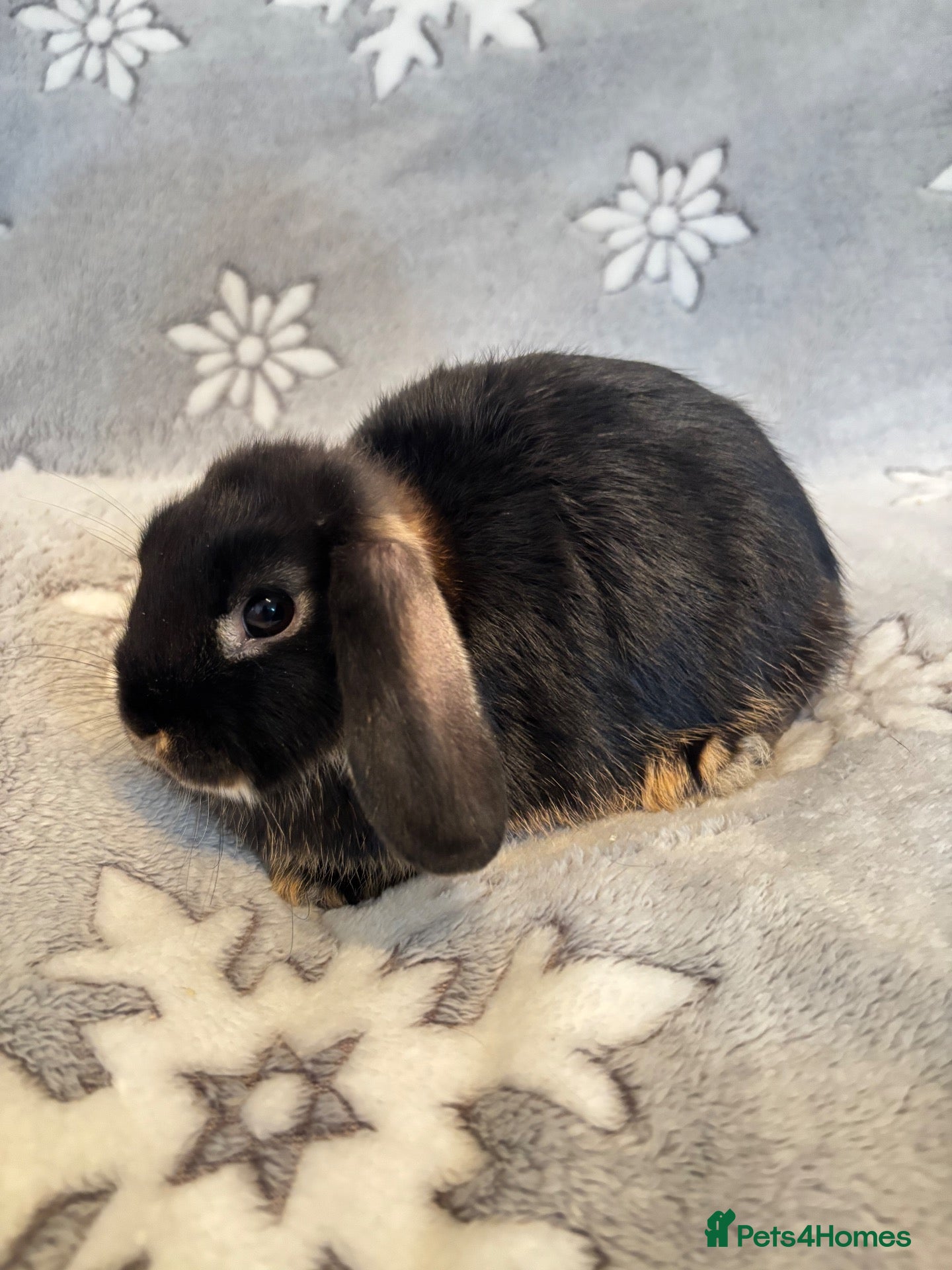 Mixed Breed rabbits 4 mini lop cross 3 female 1 male - Advert 2
