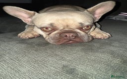 French Bulldog dogs for sale: 3yr old French bulldog - Image 1