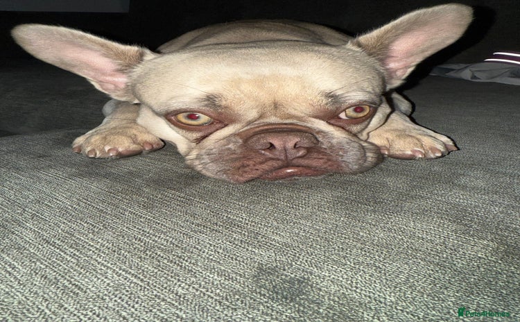 French Bulldog dogs - Advert 1