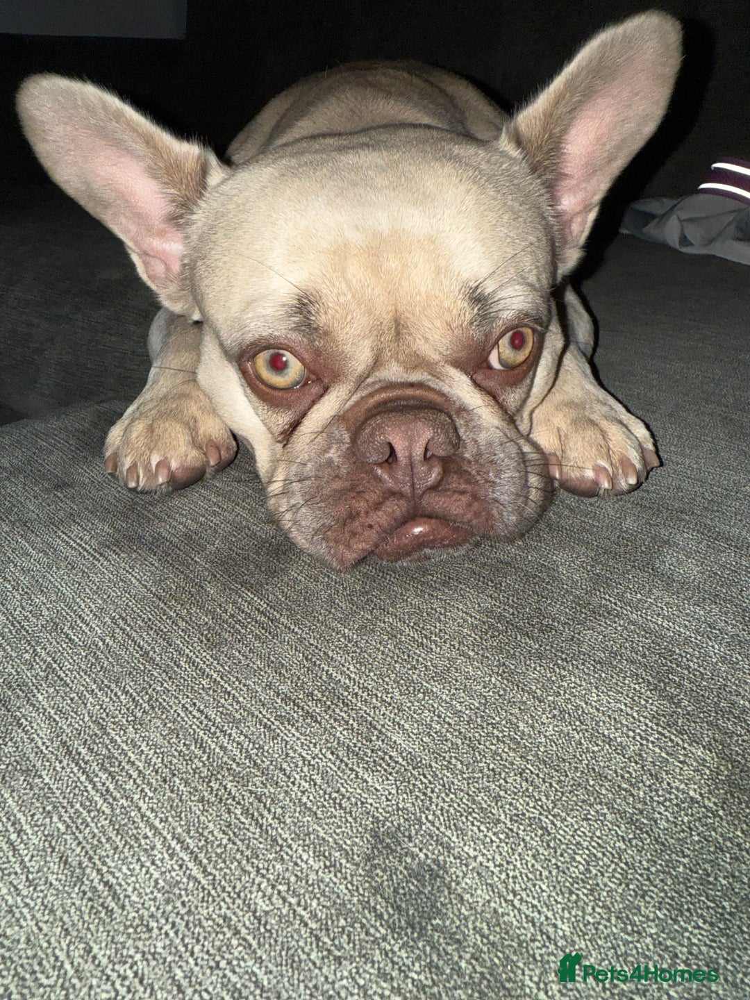 French Bulldog dogs for sale: 3yr old French bulldog - Image 1