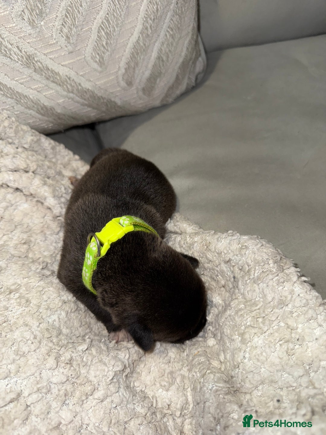 Mixed Breed dogs for sale: Cane corso hybrid Akita’s  - Advert 25