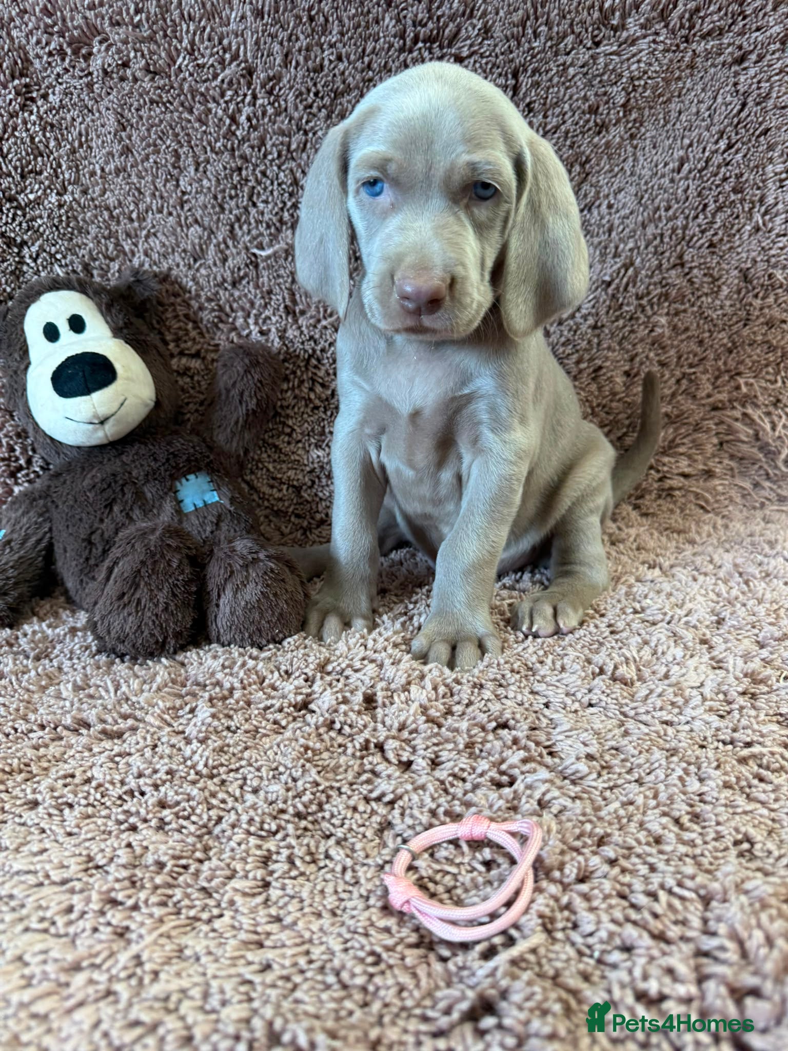 Weimaraner dogs Weimaraner Silver Grey Girl Pup - showline - Advert 1