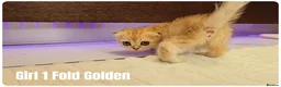 Scottish Fold cats for sale: 🐱 Scottish Fold & Scottish Straight Kittens - Advert 18