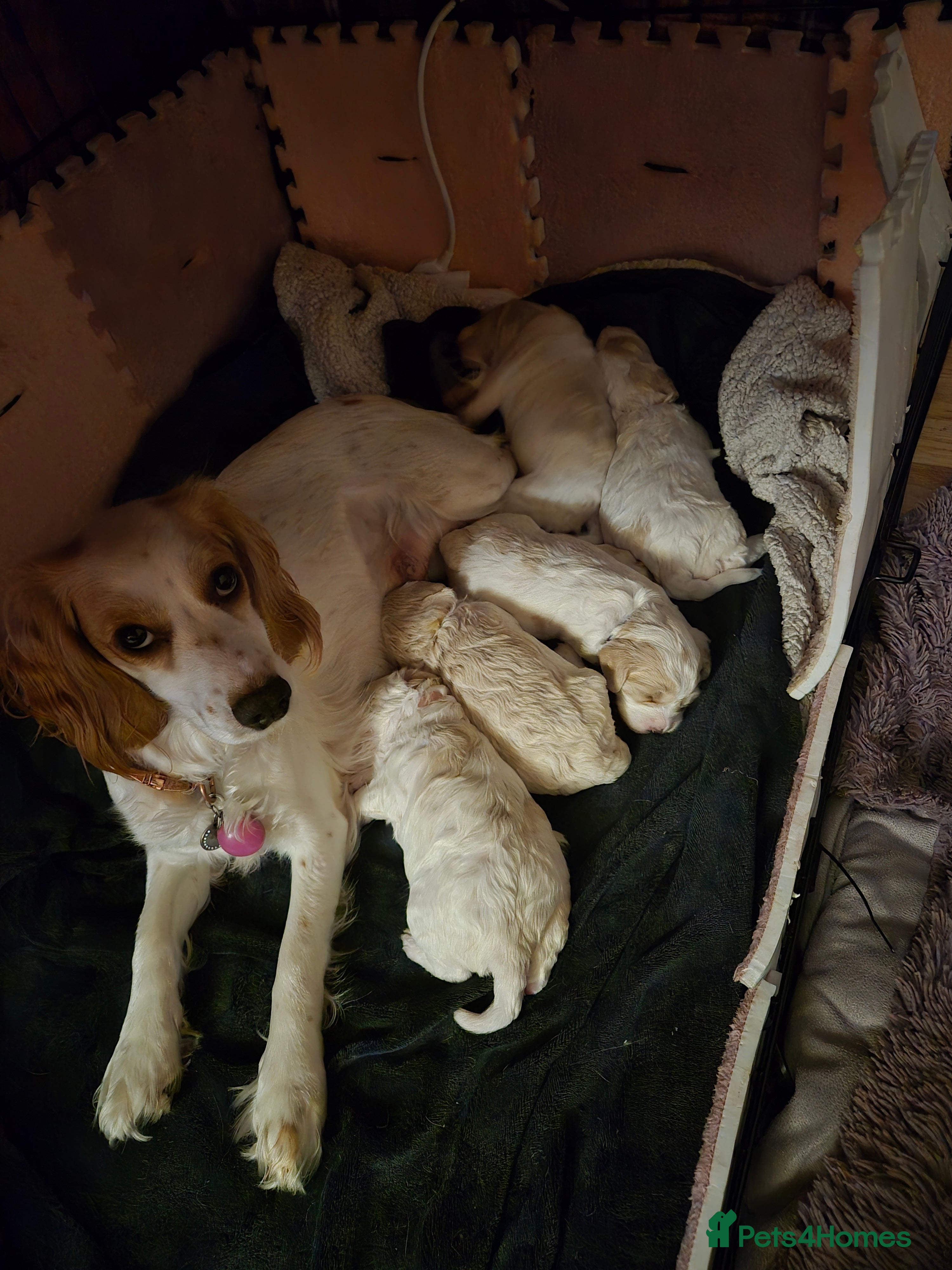 Mixed Breed dogs F2b cockerpoo pups all girls  - Advert 6