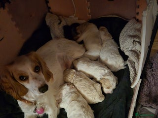 Mixed Breed dogs F2b cockerpoo pups all girls - Advert 1