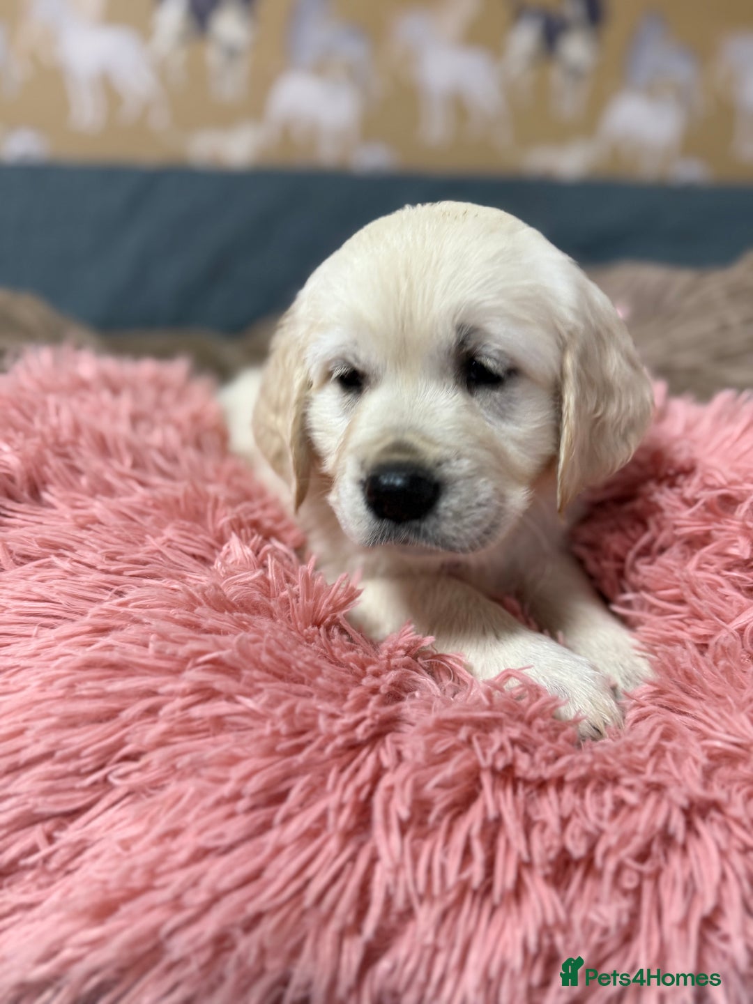 Golden Retriever dogs for sale: Kc registered DNA clear Golden Retriever Puppies - Advert 14