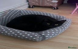 Domestic Shorthair cats for sale: Domestic Shorthair for Sale - Image 4