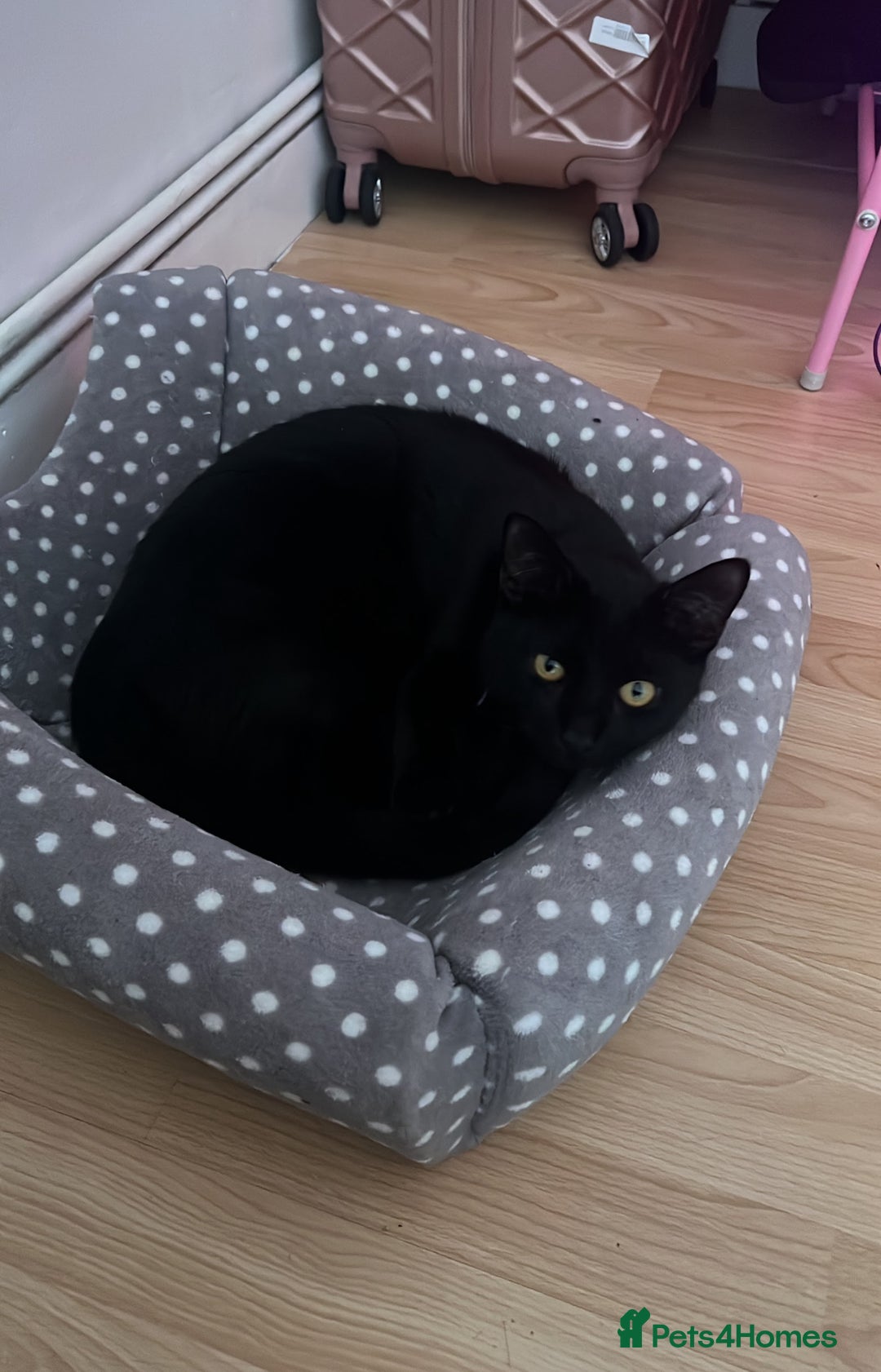 Domestic Shorthair cats for sale: Domestic Shorthair for Sale - Image 4
