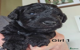 Mixed Breed dogs for sale: Bedlington x Poodle Puppies - Image 4