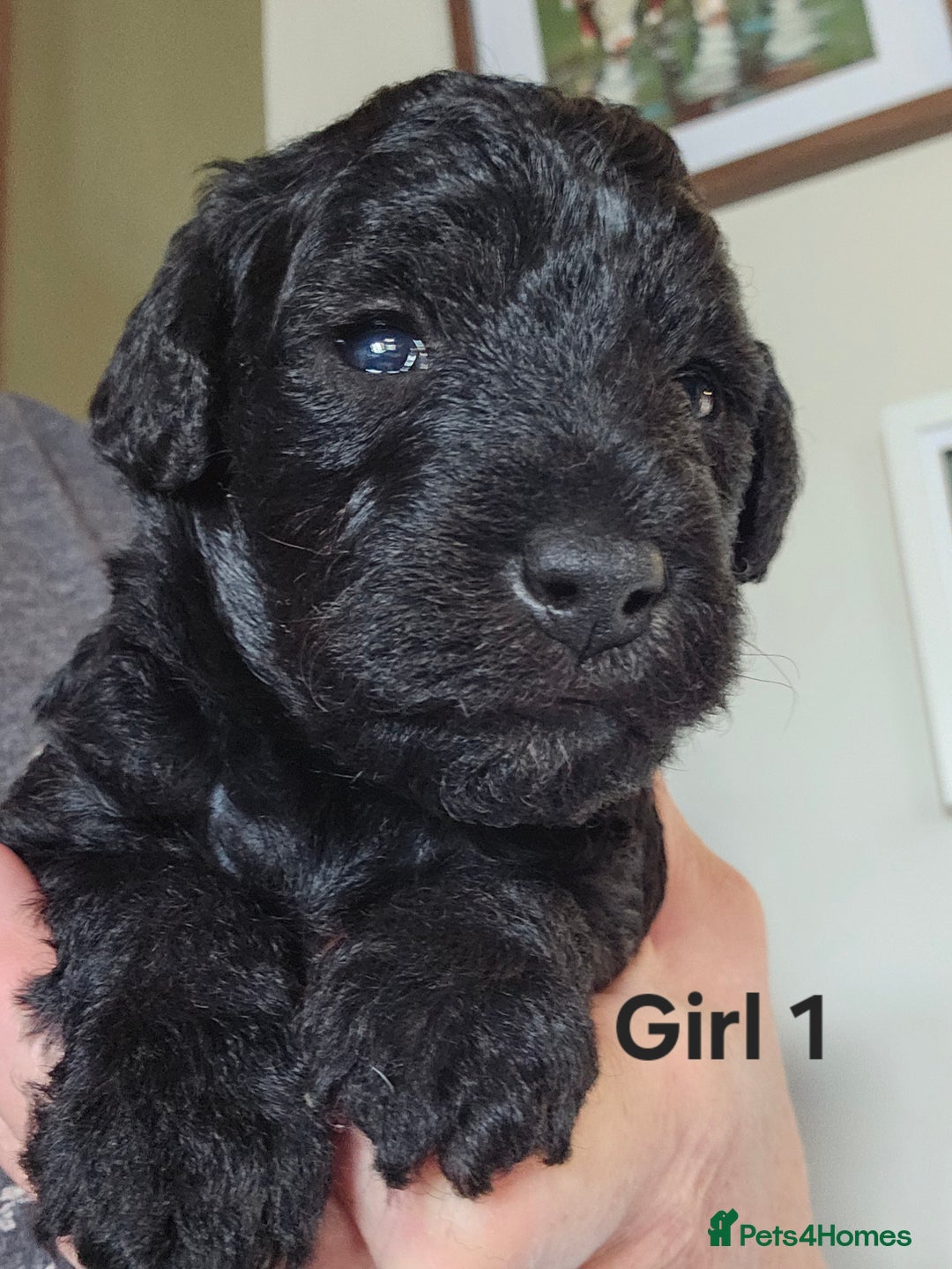 Mixed Breed dogs for sale: Bedlington x Poodle Puppies - Image 4