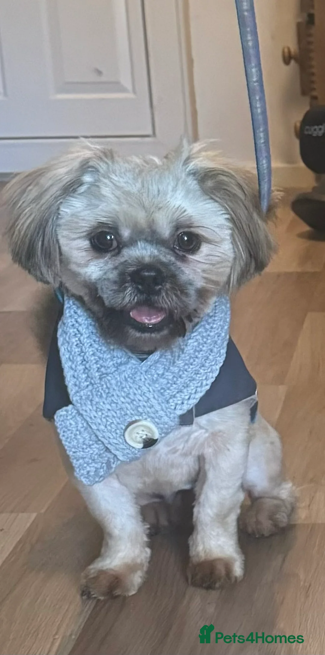 Shih Tzu dogs for sale: 2 year old shih tzu in Selby - Advert 2