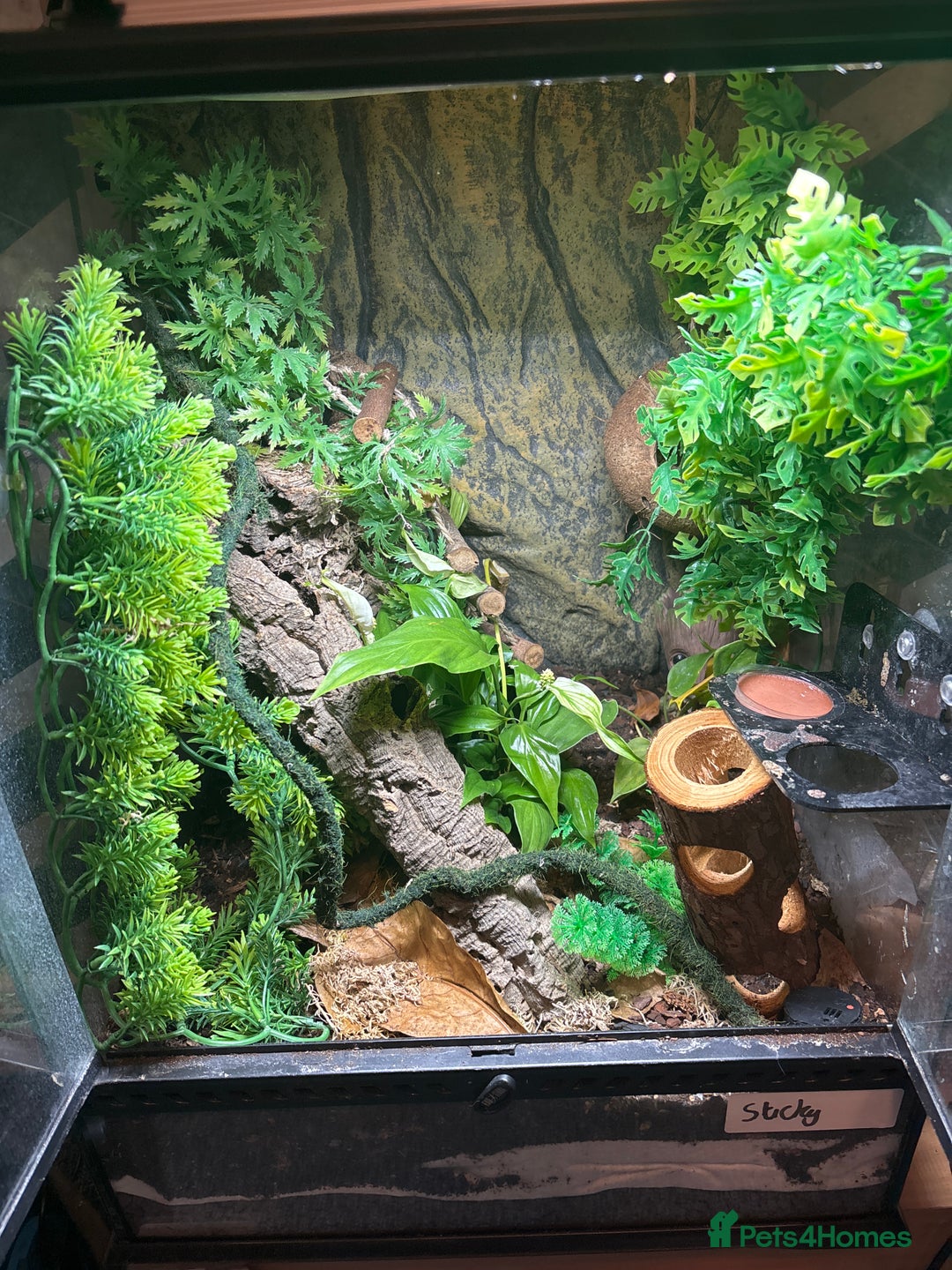 Gecko reptiles for sale: Crested gecko  - Advert 2