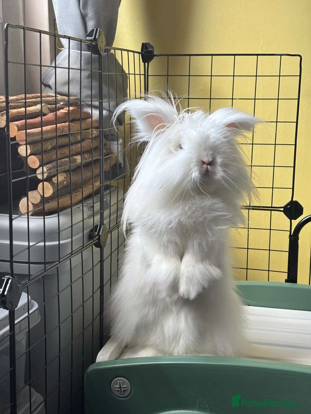Lionhead rabbits for sale: Marv the gorgeous double maned Lionhead in Kilwinning - Advert 1