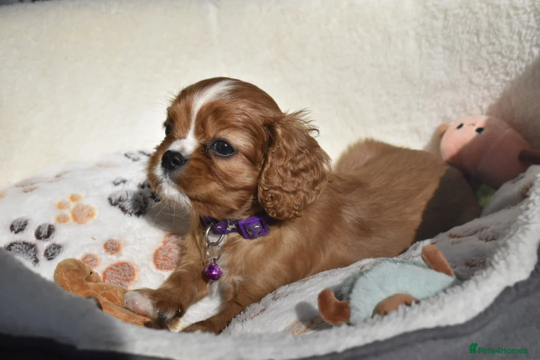 Cavalier King Charles Spaniel dogs for sale: FULLY HEALTH TESTED KC CAVALIERS PUPPIES - Advert 2