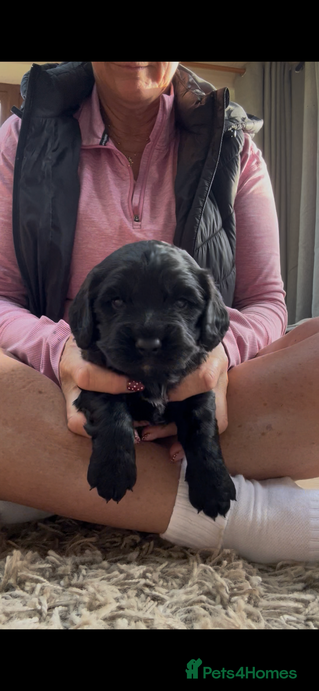 Cocker Spaniel dogs for sale: Working cocker spaniel - Image 2