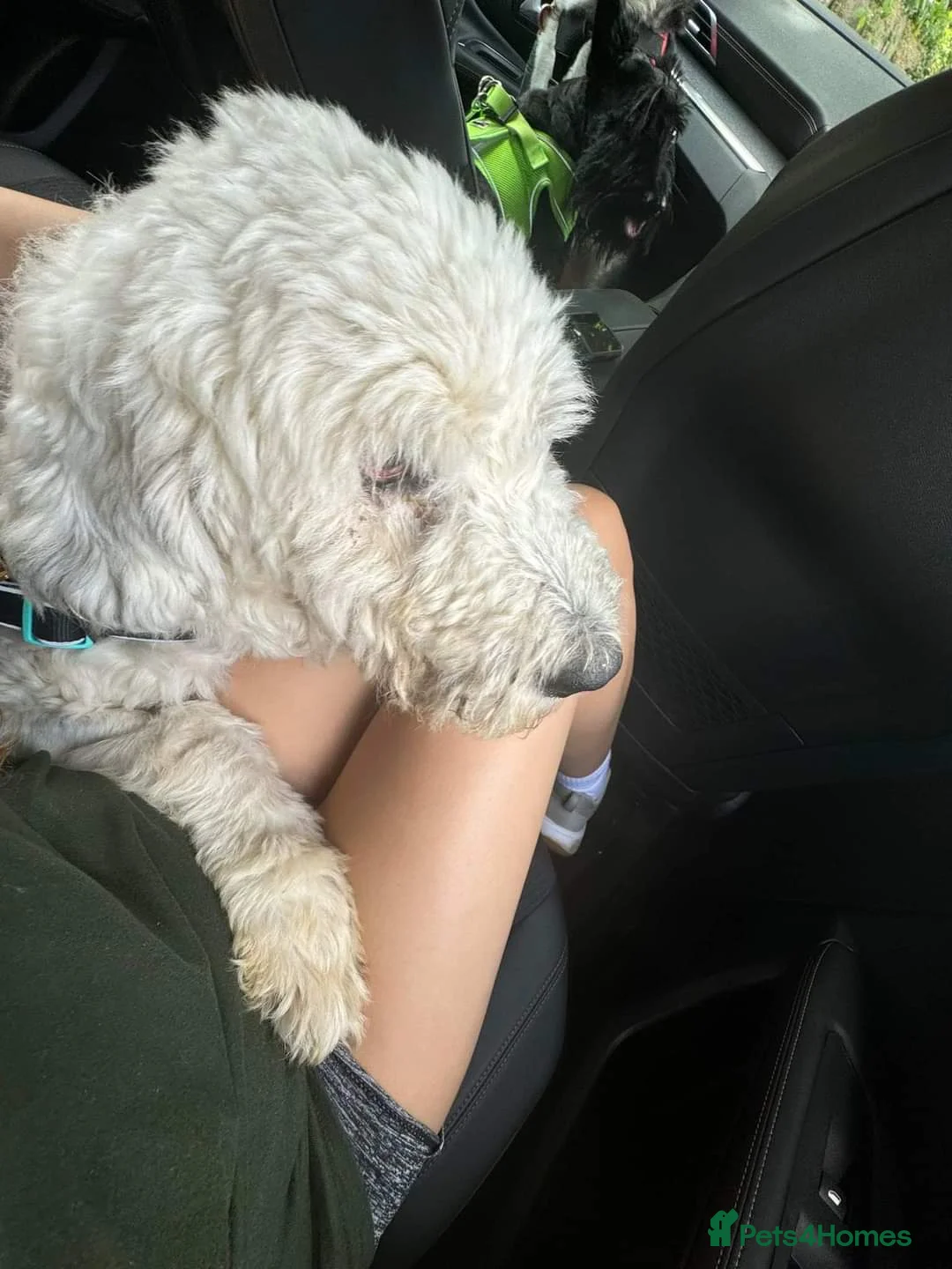 Mixed Breed dogs for adoption: Meet Pixel, currently residing in Lancashire in Blackburn - Advert 10