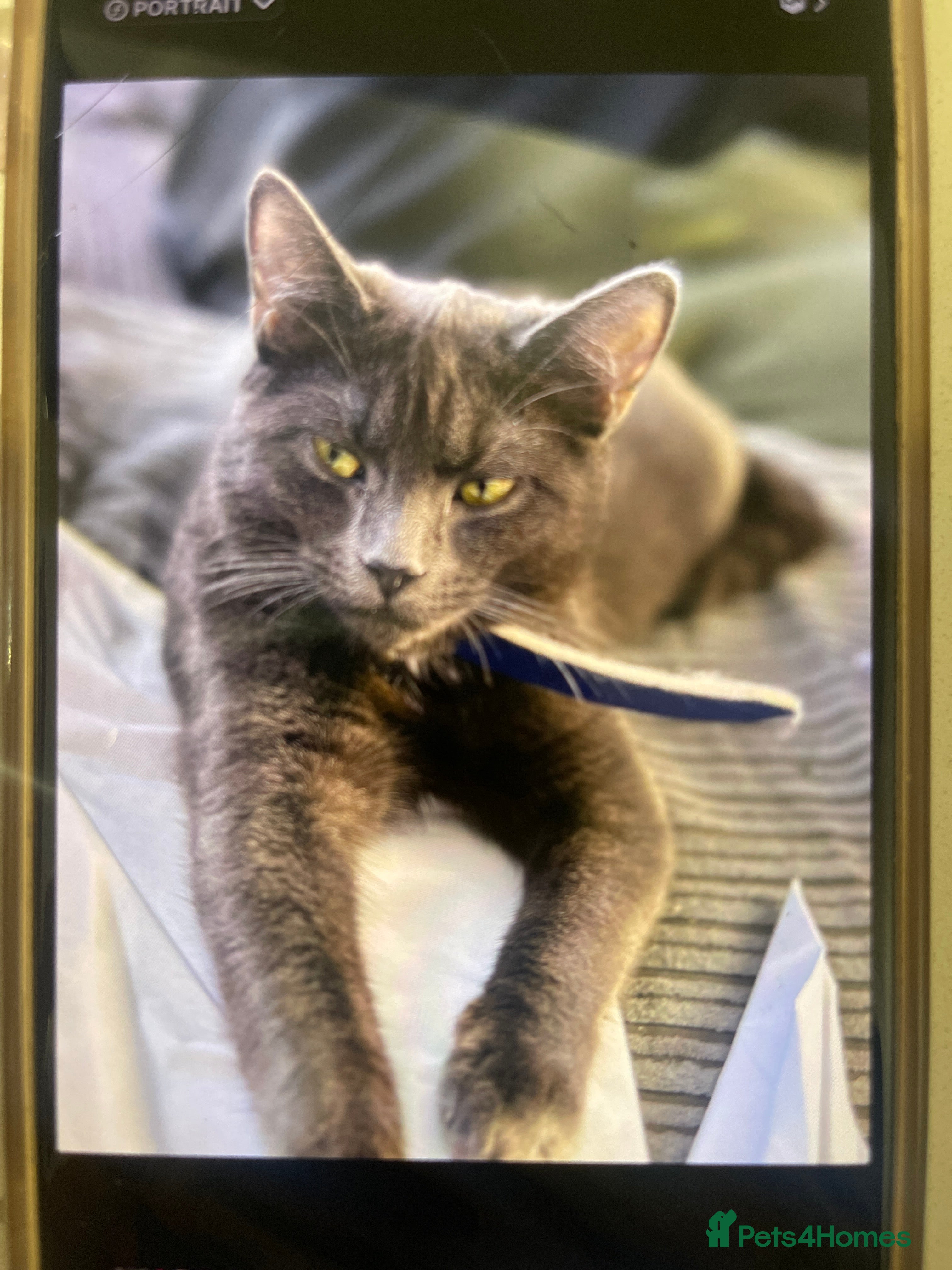 Russian Blue cats Kiara /kiki - Advert 17