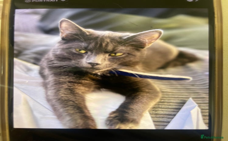 Russian Blue cats Kiara /kiki - Advert 1