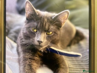 Russian Blue cats Kiara /kiki - Advert 1